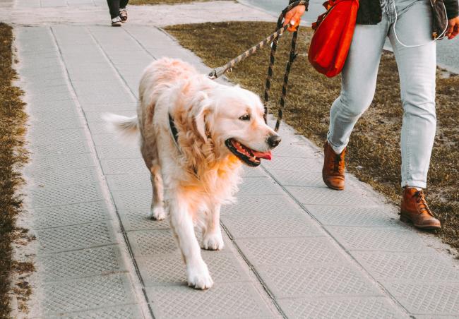 Golden Retriever on a dog walk
