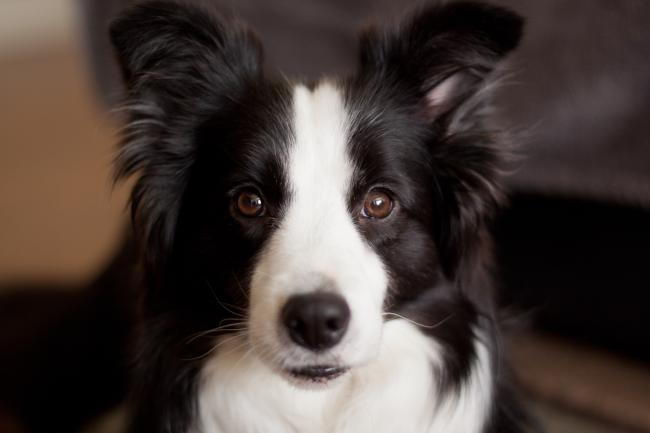 Border Collies - Temperament, Facts, Dog Tricks and Shows