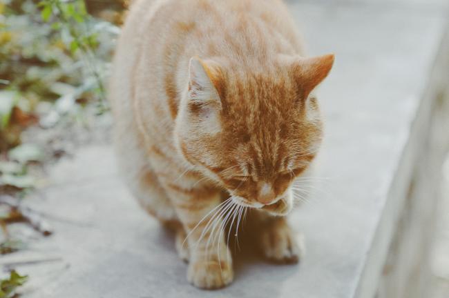 Ginger cat grooming paw