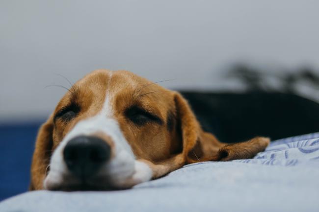 Beagle sleeping