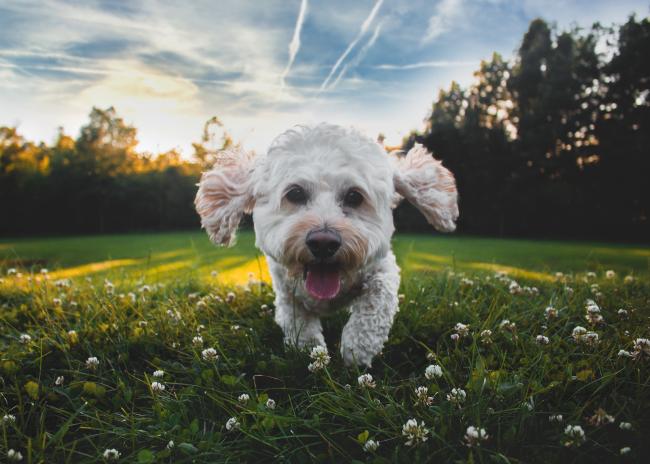 Cockapoo and best sale bichon frise