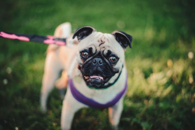 Pug Dog Breed Information