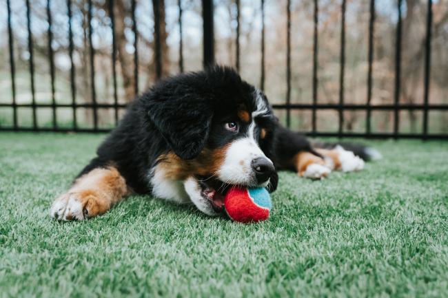 dog chewing a ball