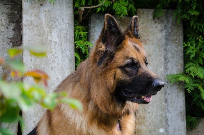 Adult German Shepherd
